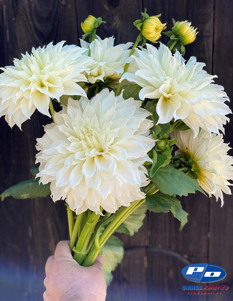 Fleurel - Dahlia Photo #2
