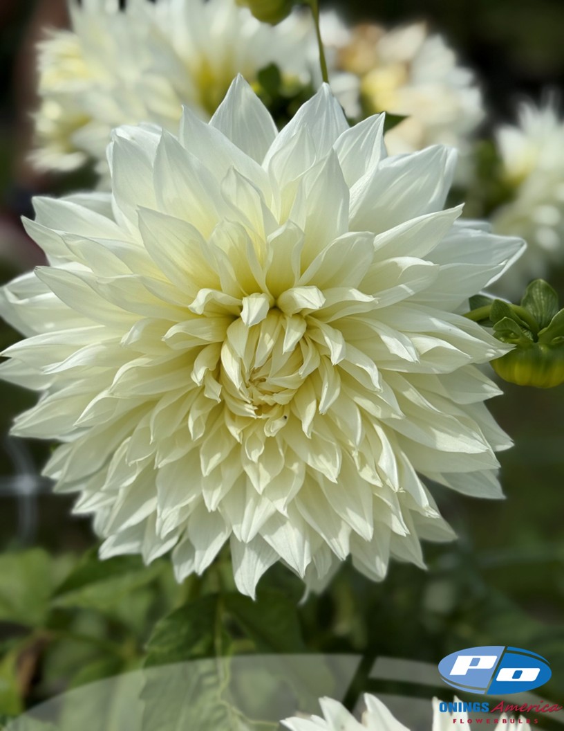 Fleurel - Dahlia Photo #2