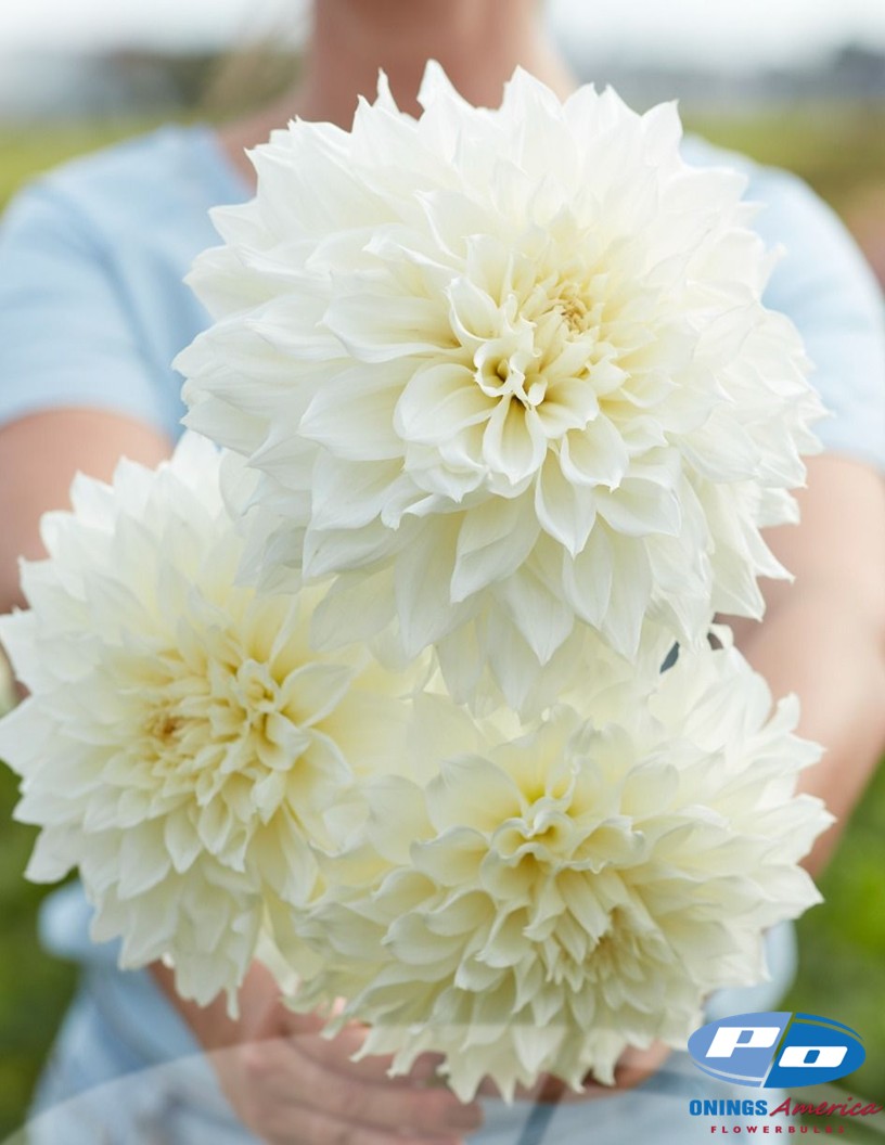 Fleurel - Dahlia Photo #1