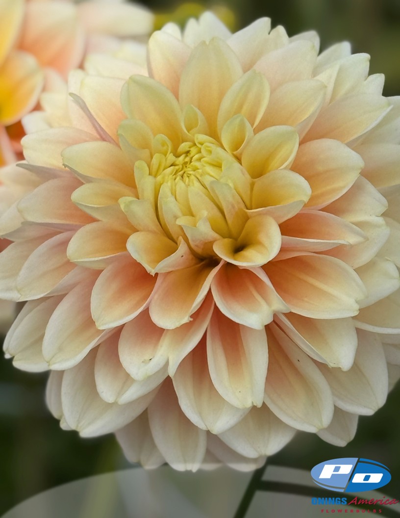 Giovanna  - Dahlia Photo #1