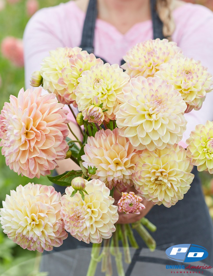 Hapet Pastel - Dahlia