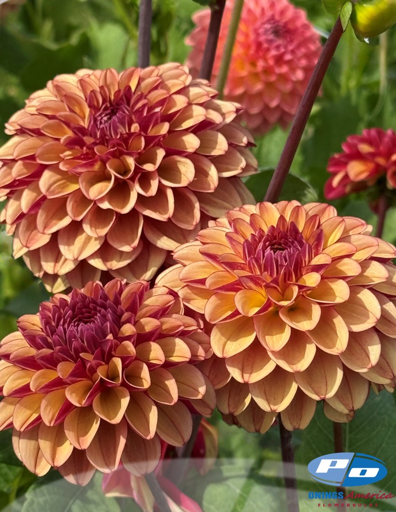 High Fidelity - Dahlia Photo #2