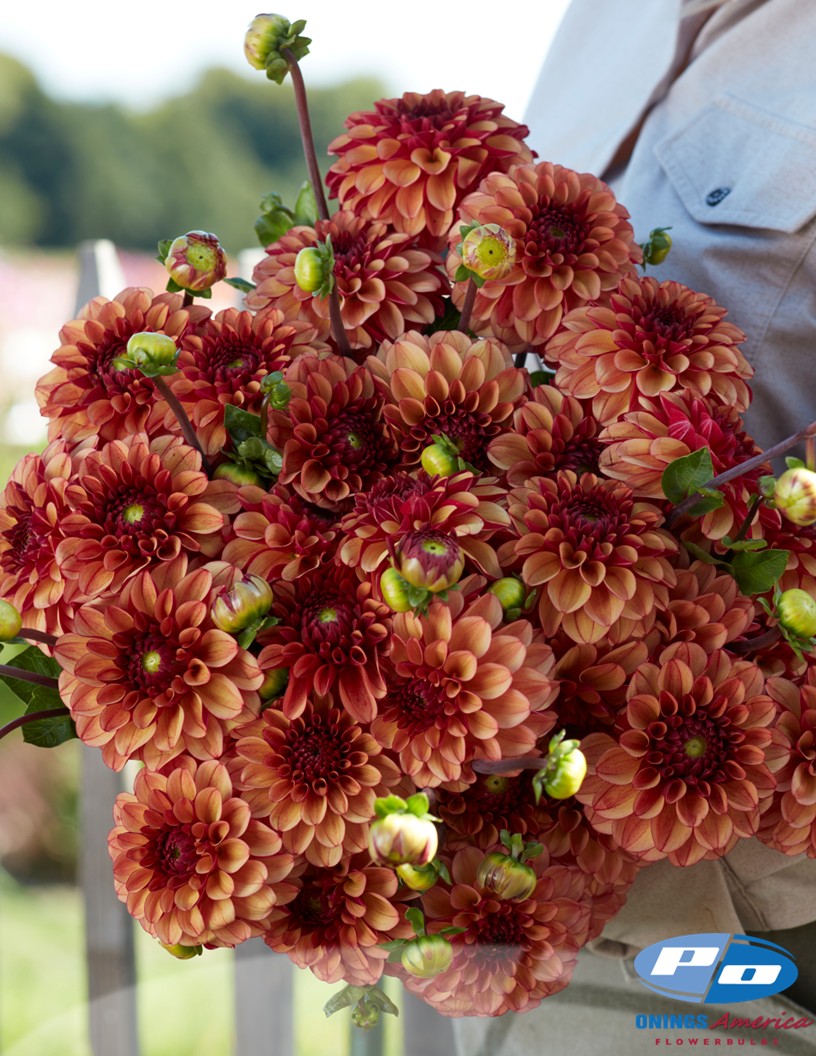 High Fidelity - Dahlia Photo #1