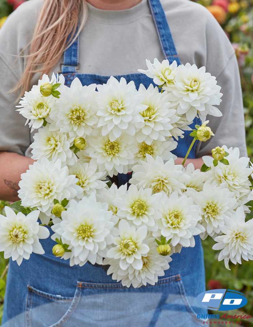 Karma Maarten Zwaan - Dahlia