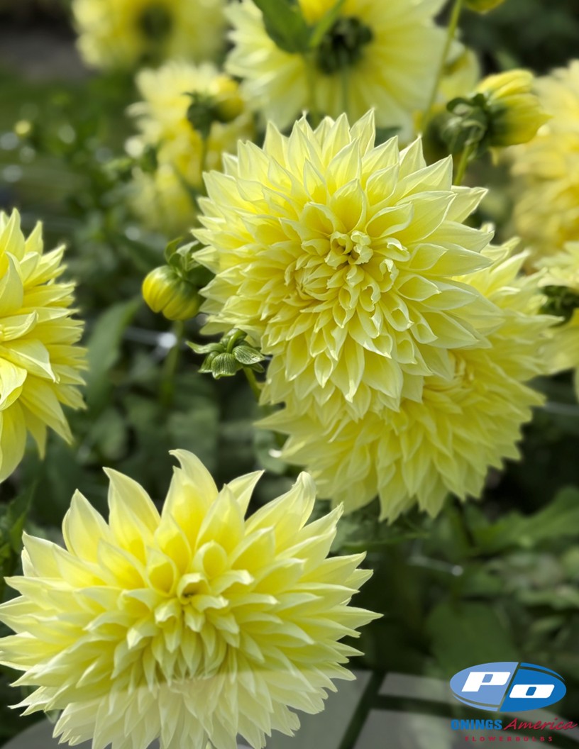 Kelvin Floodlight - Dahlia Photo #2