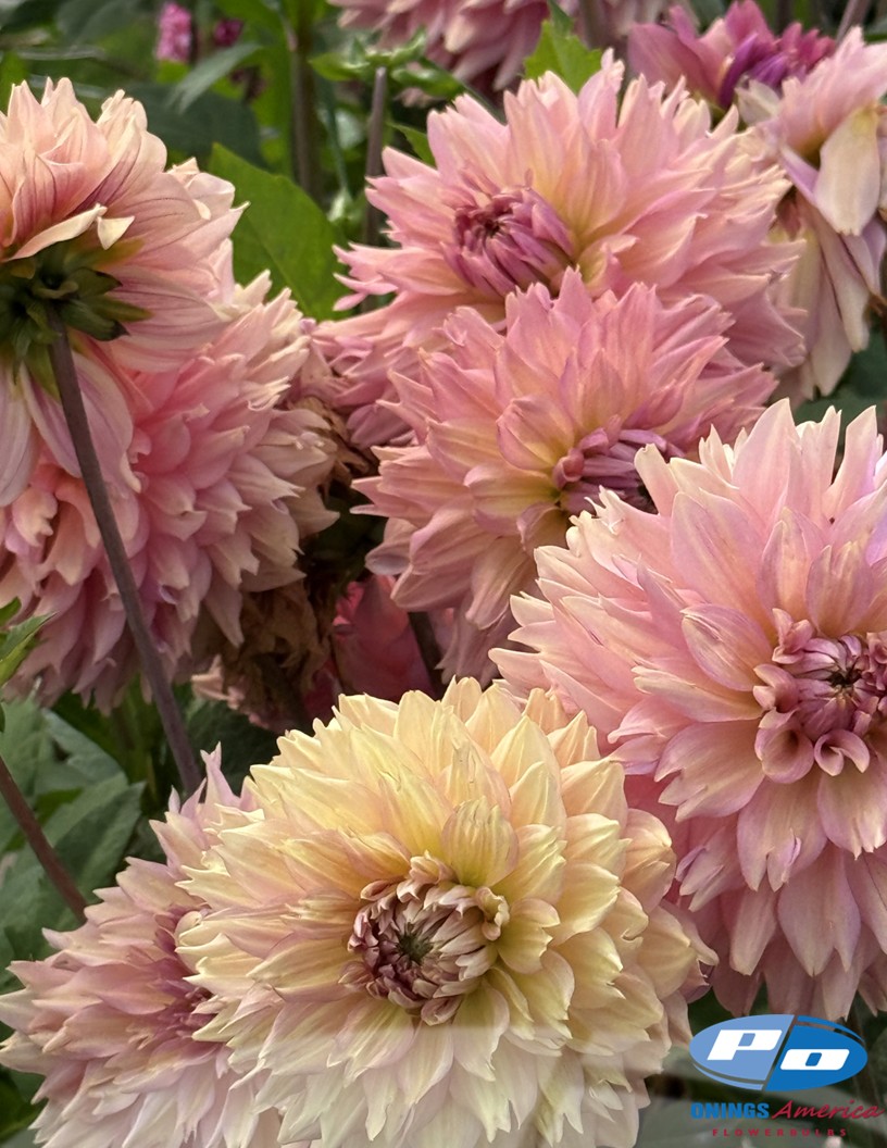 La Belle Epoque - Dahlia Photo #2