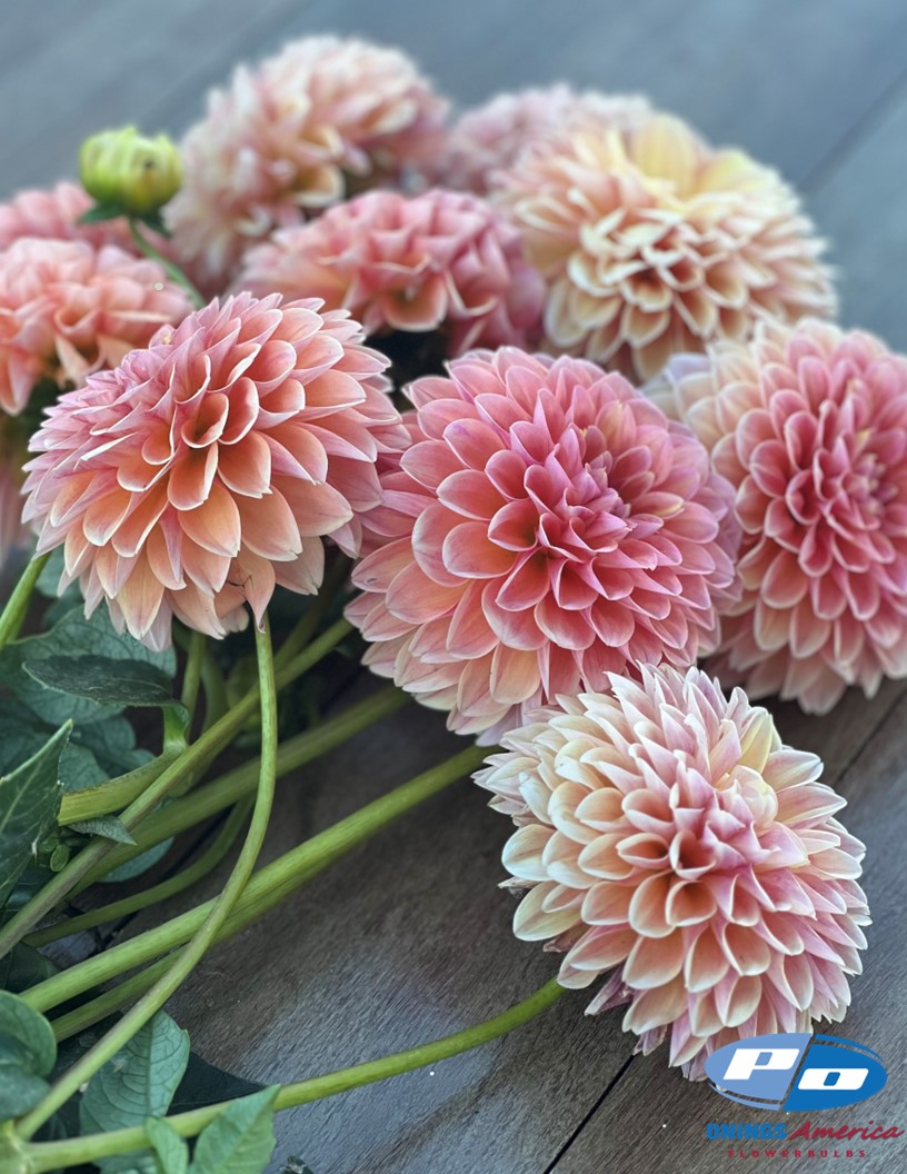 Nathalie G - Dahlia Photo #1