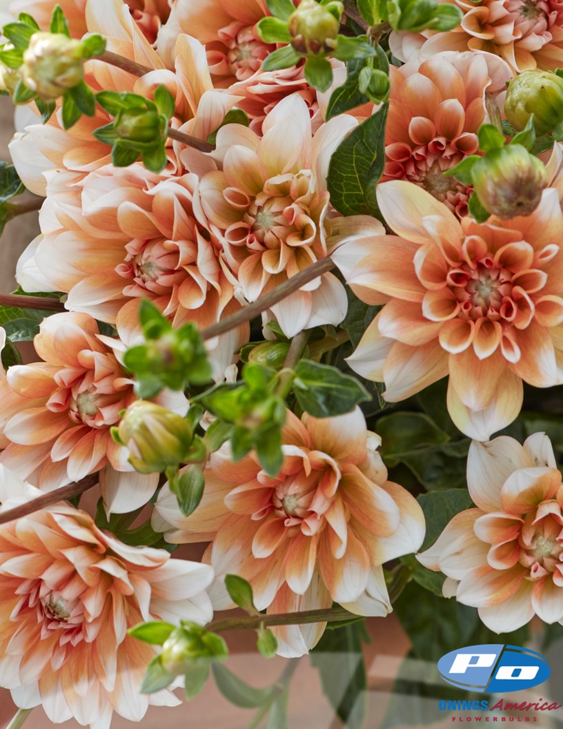 Orange Perception - Dahlia Photo #2