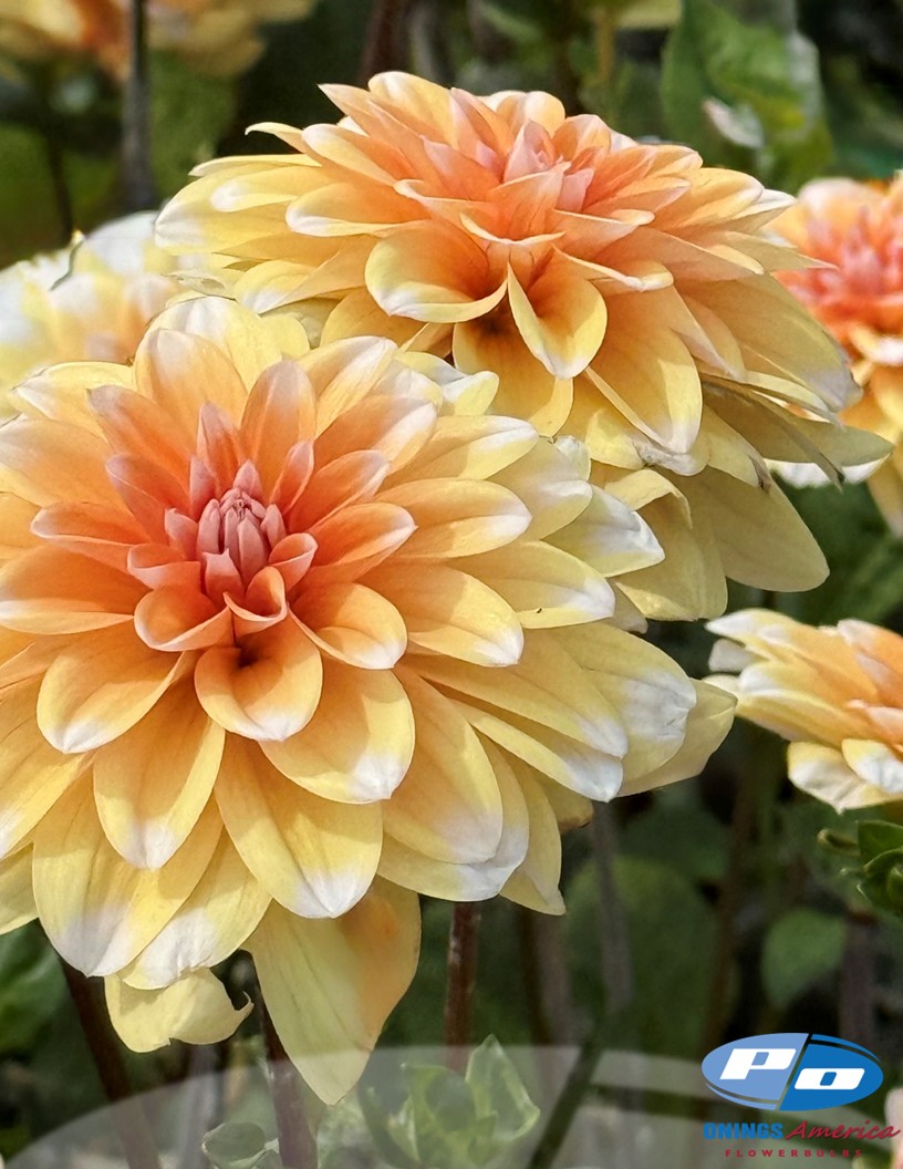 Orange Perception - Dahlia Photo #2