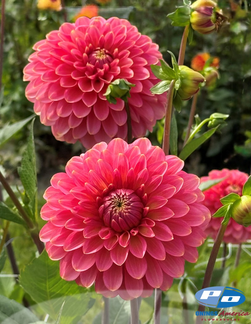 Rina Bredie - Dahlia Photo #2