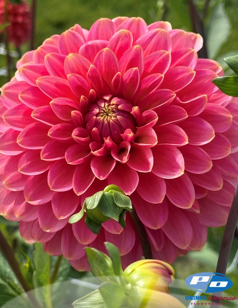 Rina Bredie - Dahlia Photo #2