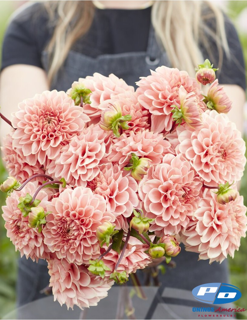 Romance - Dahlia
