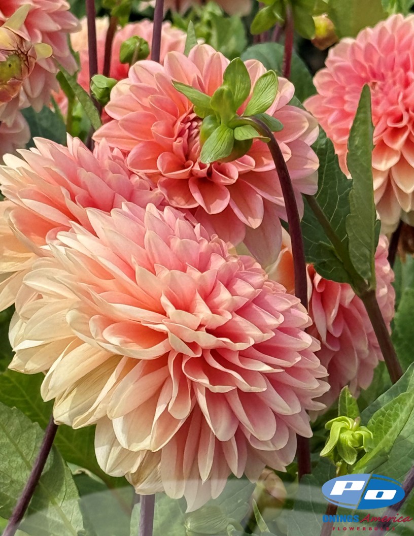 Rosario - Dahlia Photo #2