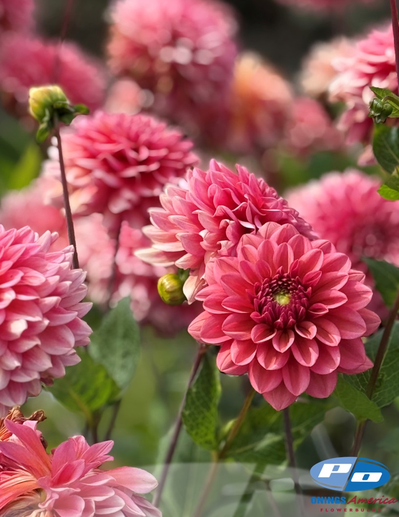 Salmon Runner - Dahlia Photo #2