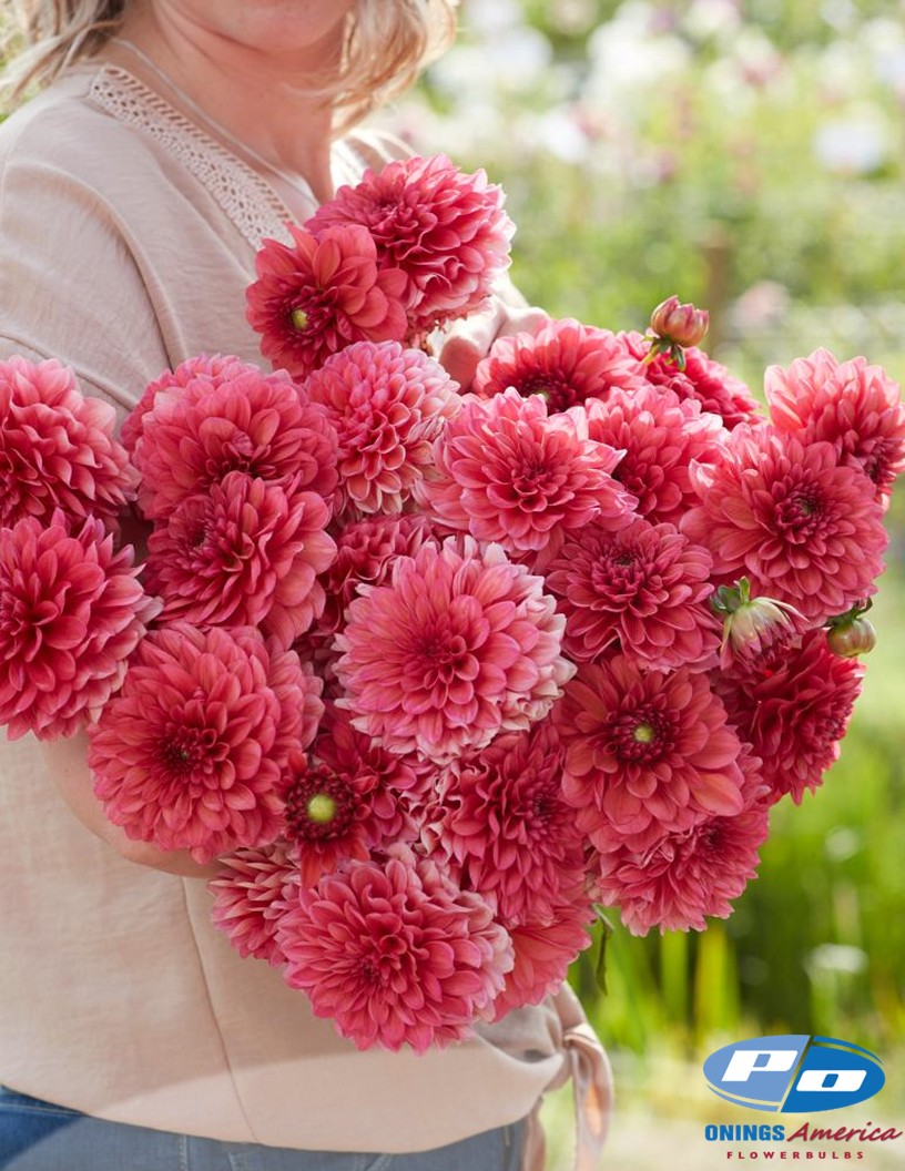 Salmon Runner - Dahlia Photo #2