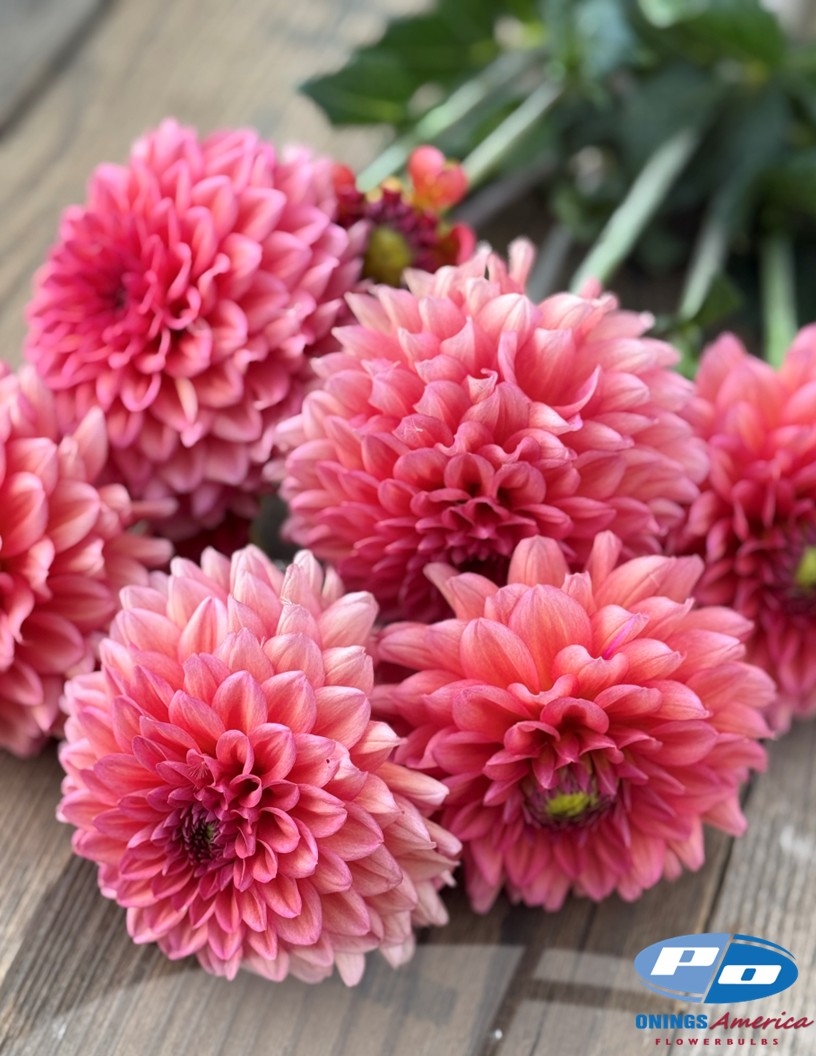 Salmon Runner - Dahlia Photo #2