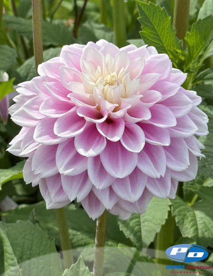 Sweet Love - Dahlia Photo #2