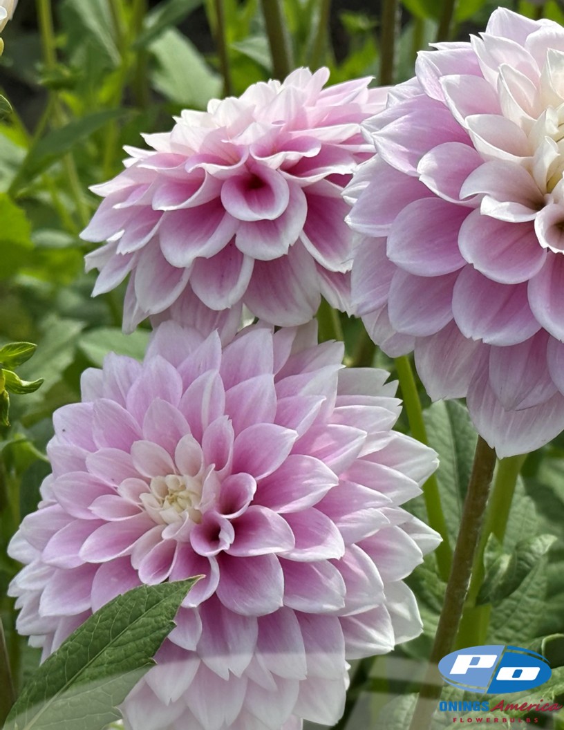 Sweet Love - Dahlia Photo #1