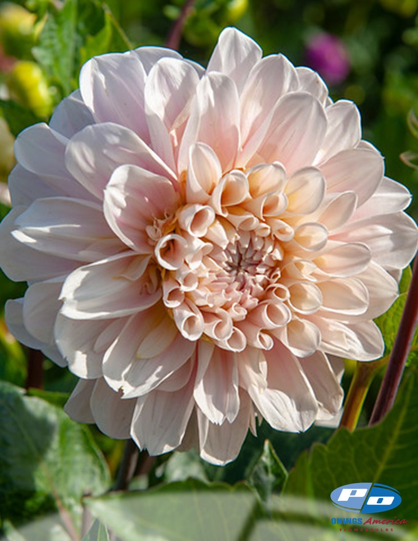 Sweet Nathalie - Dahlia Photo #2