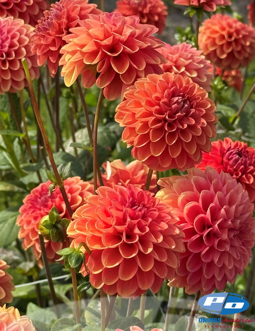 Zundert Mystery Fox - Dahlia Photo #2