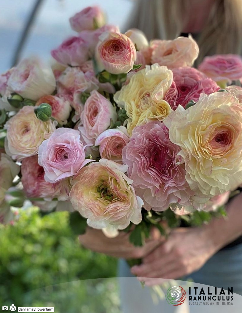 Elegance Bianco Sfumato - Elegance® Ranunculus Photo #2