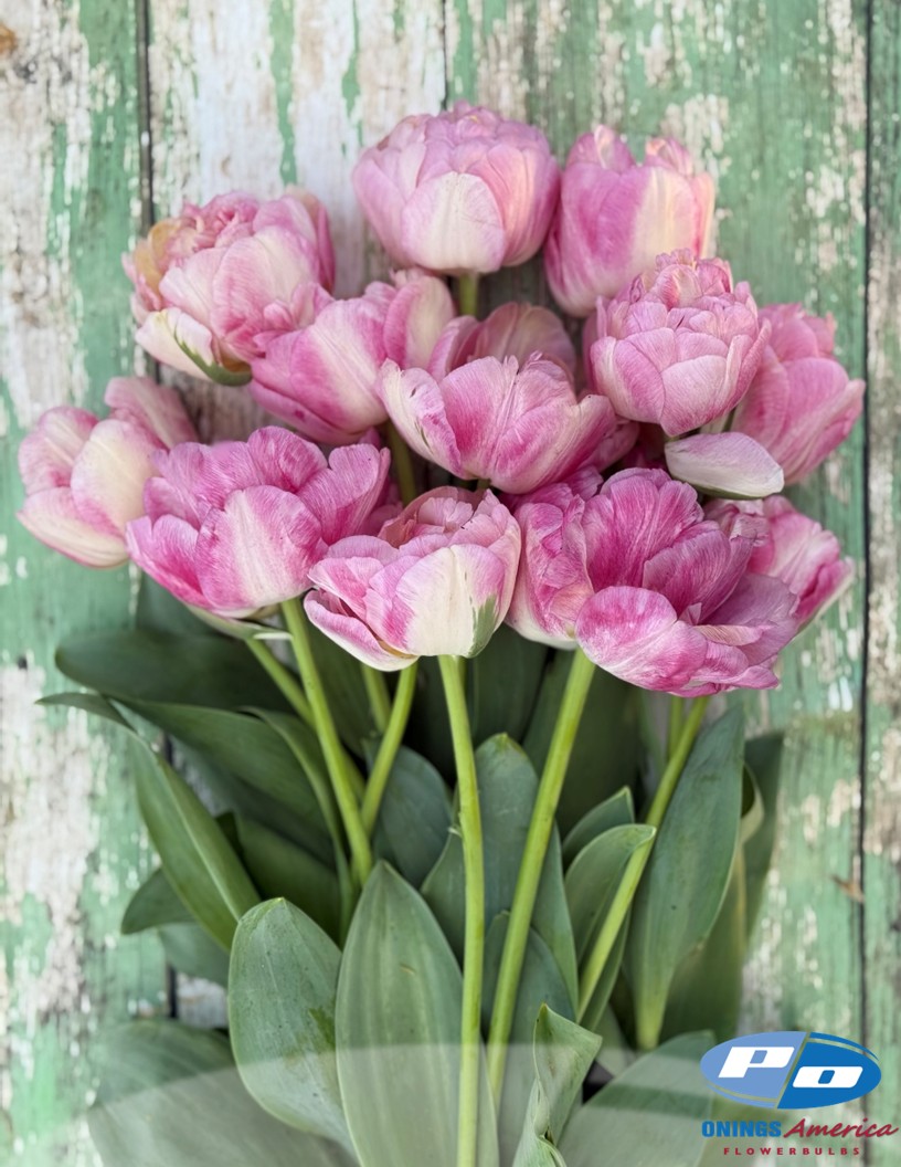 Double Blizz - Tulips Photo #1