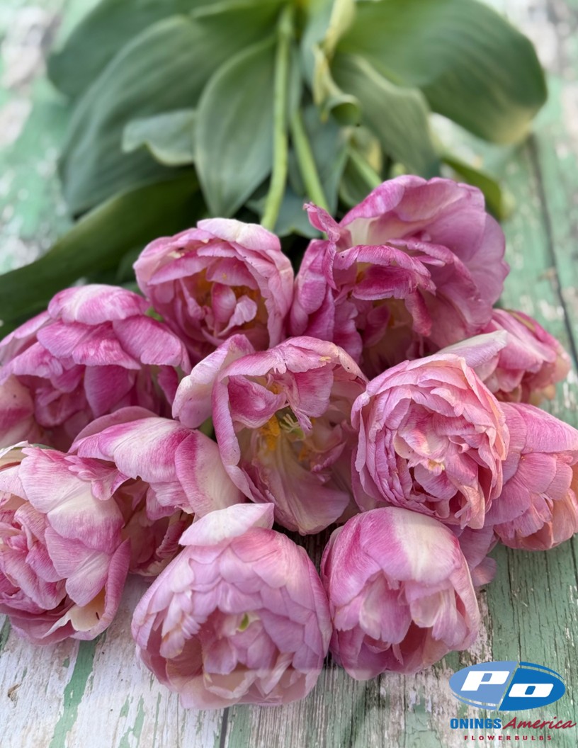 Double Blizz - Tulips Photo #2