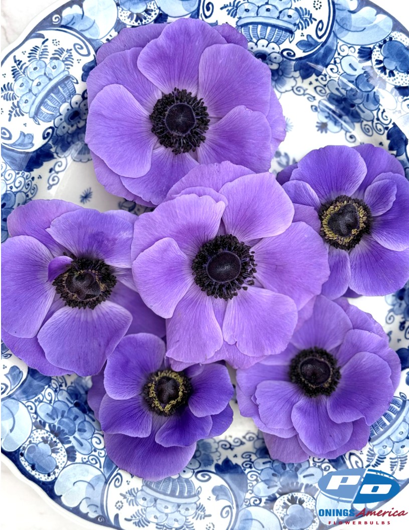 Mistral Blu - Mistral Anemone Photo #2