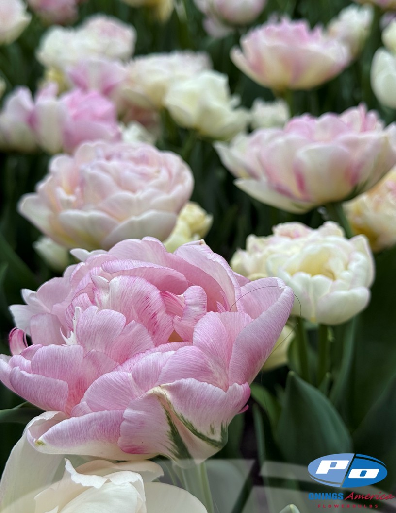 Double Shake - Tulips Photo #2