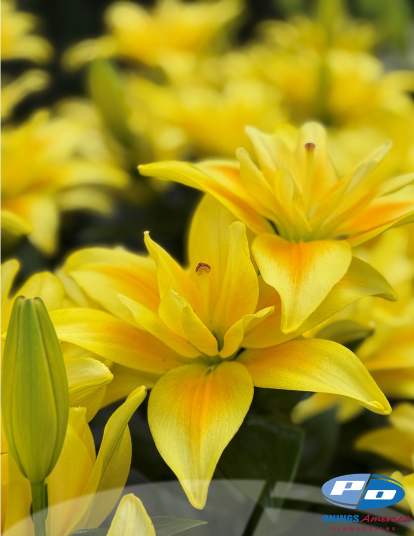 Butterfly Faya (aka Downforce) - Double / Pollen-less LxA Hybrid Lilies Photo #2