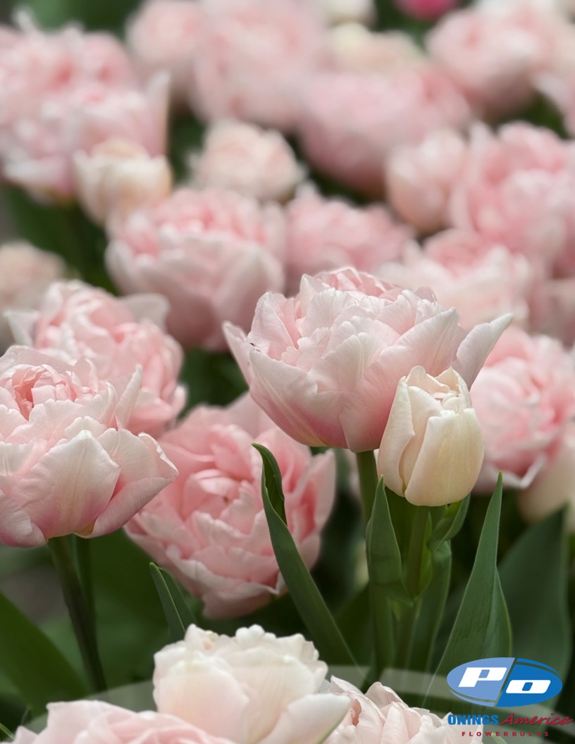 Dreamer - Tulips Photo #2