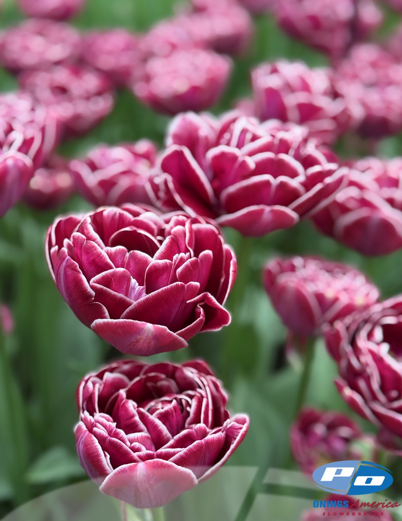 Dreamtouch - Tulips Photo #2