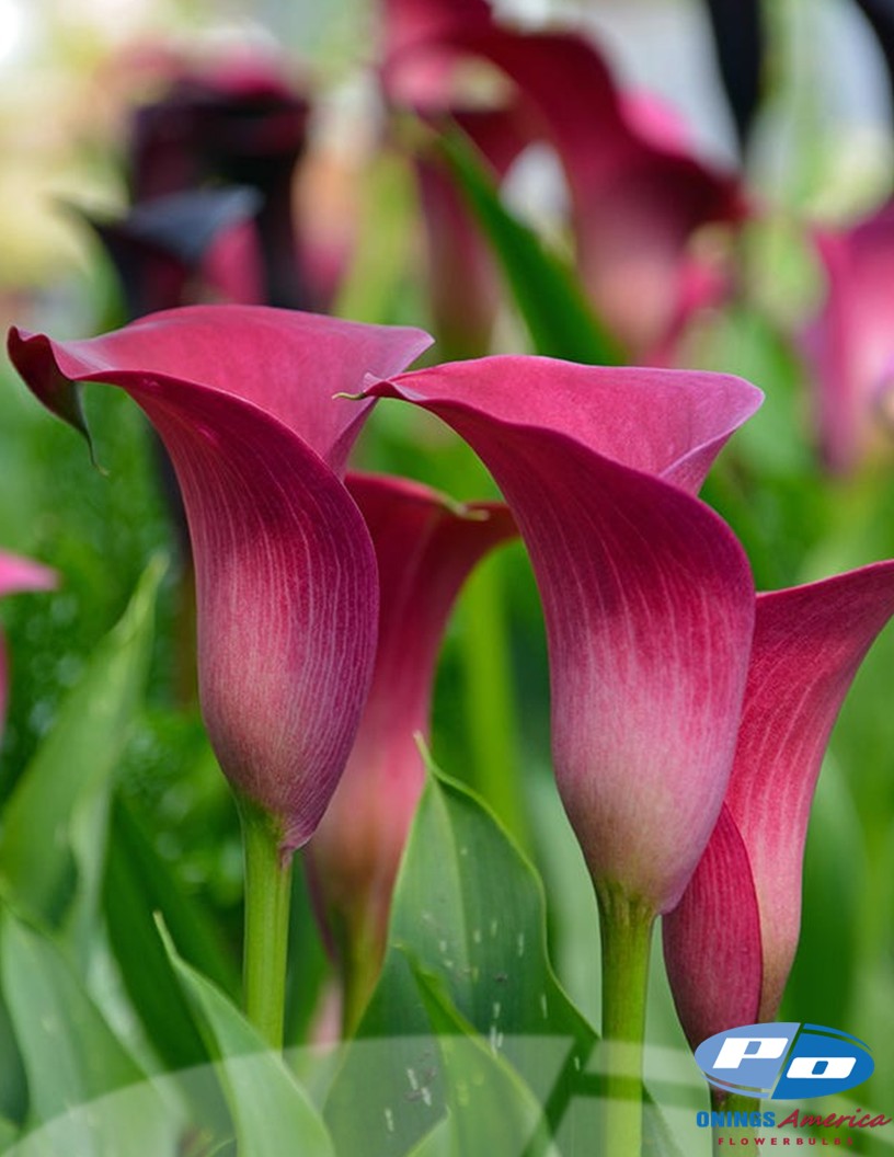 Durban - Calla / Zantedeschia