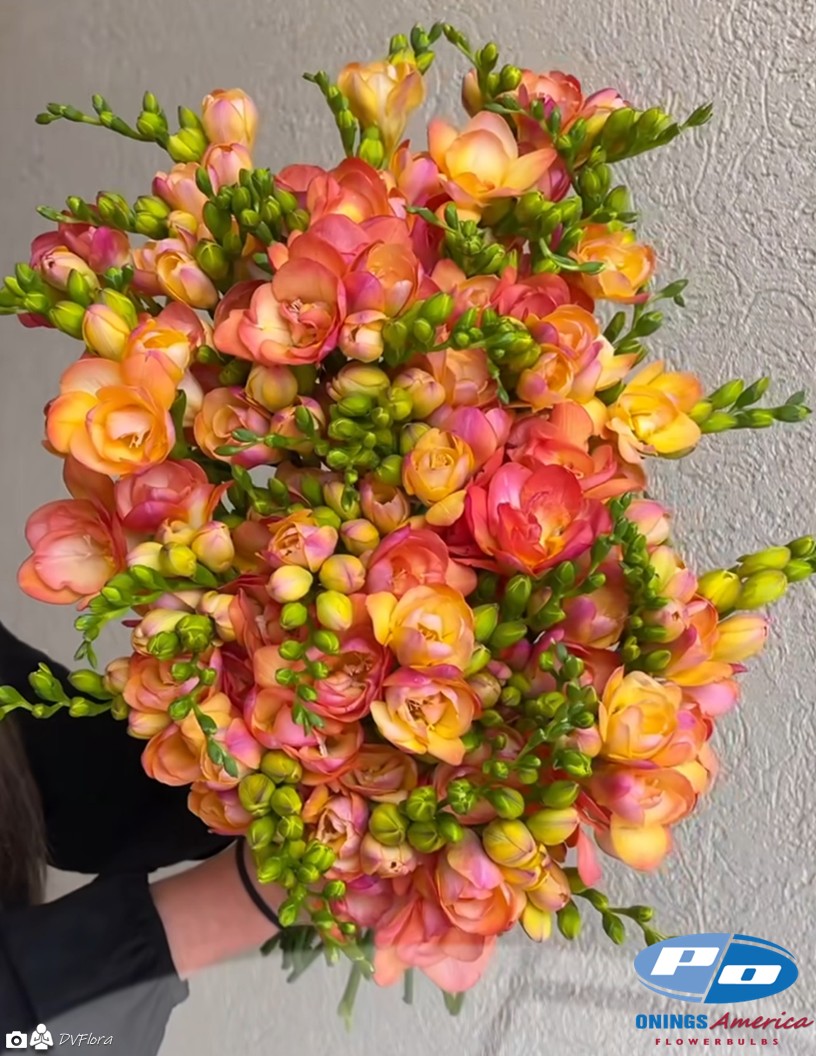 Peachy Queen - Freesia Photo #2
