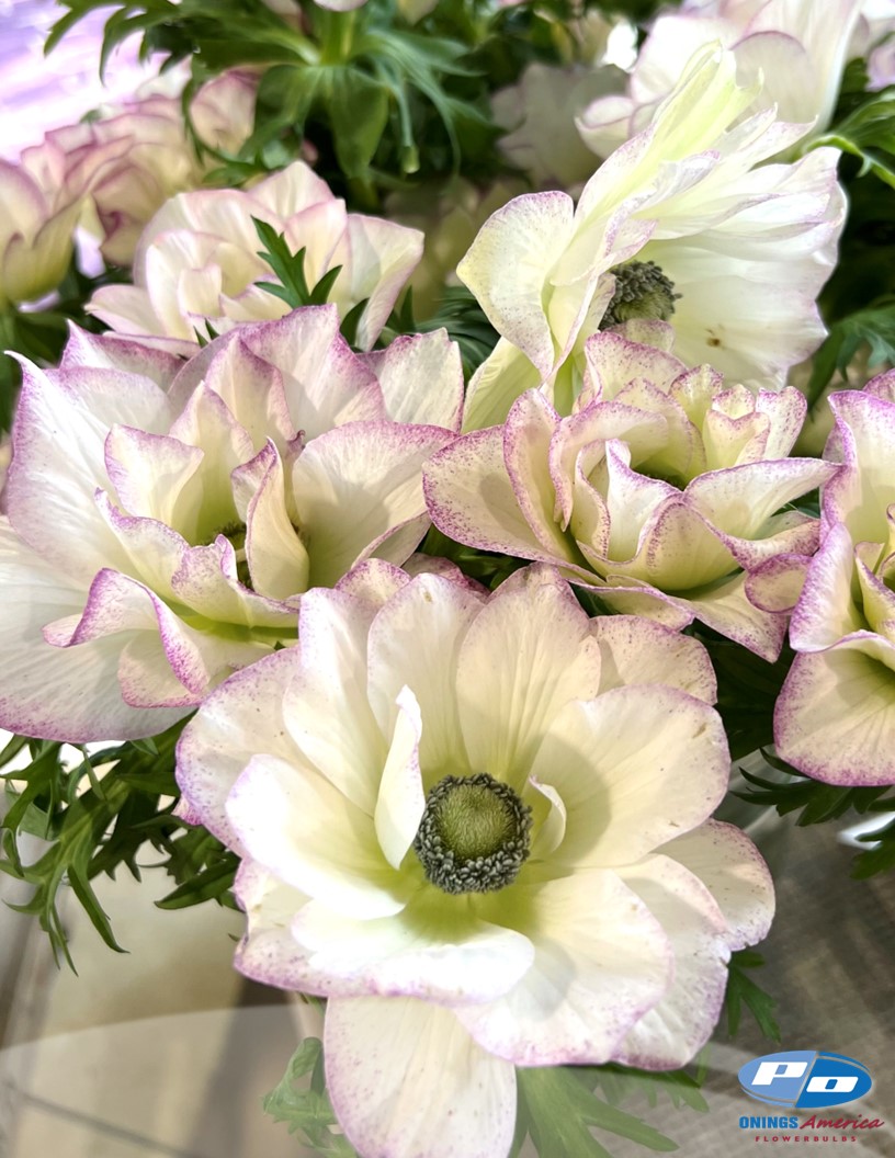 Mistral Edge Bianco - Mistral Anemone Photo #2