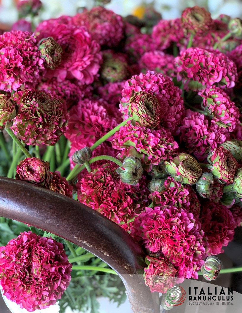 Cloni Pon Pon Fanny - Cloni® Ranunculus