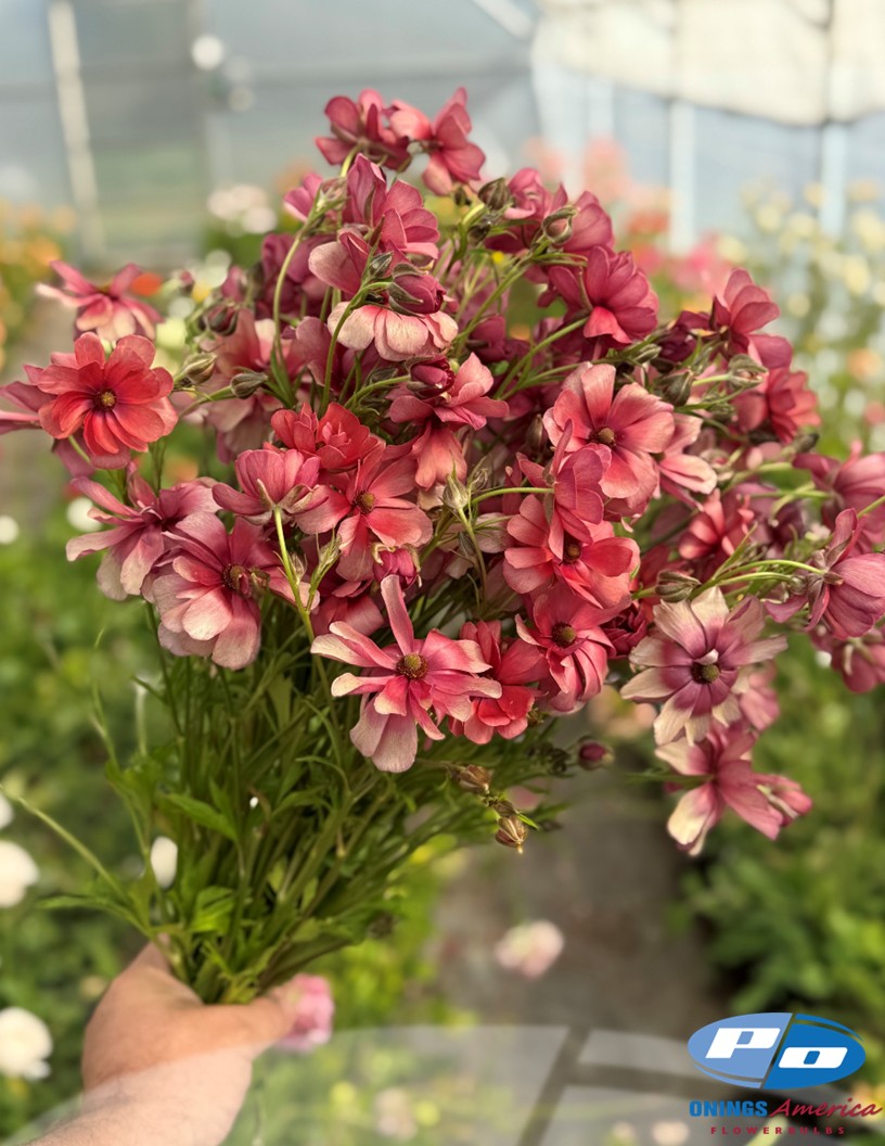 Natura Moderna Energia (832MDN) - Natura Moderna® Ranunculus Photo #2