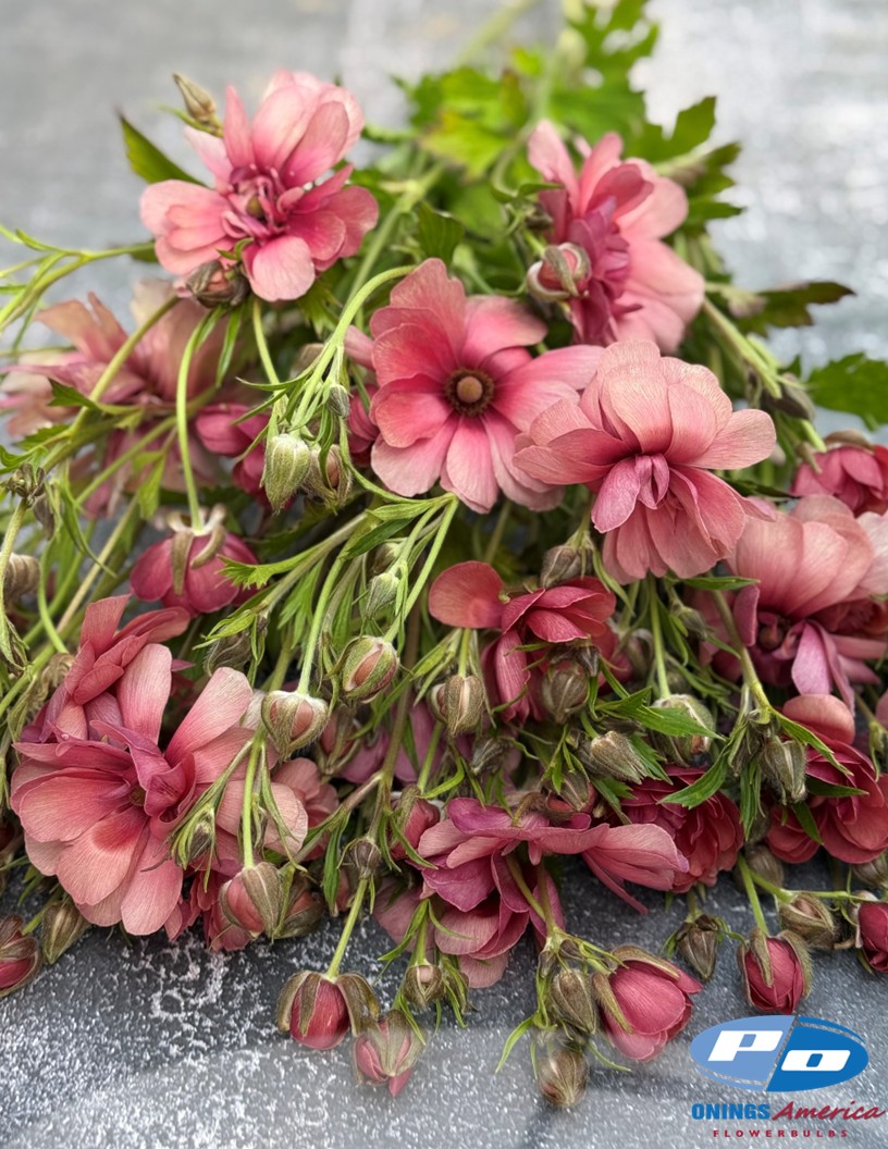 Natura Moderna Eufloria Energia (832MDN) - Natura Moderna® Ranunculus Photo #2
