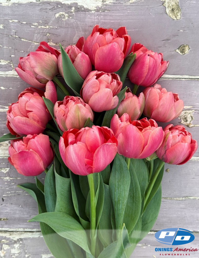 Etched Salmon - Tulips Photo #2