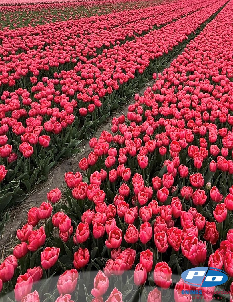 Etched Salmon - Tulips Photo #2