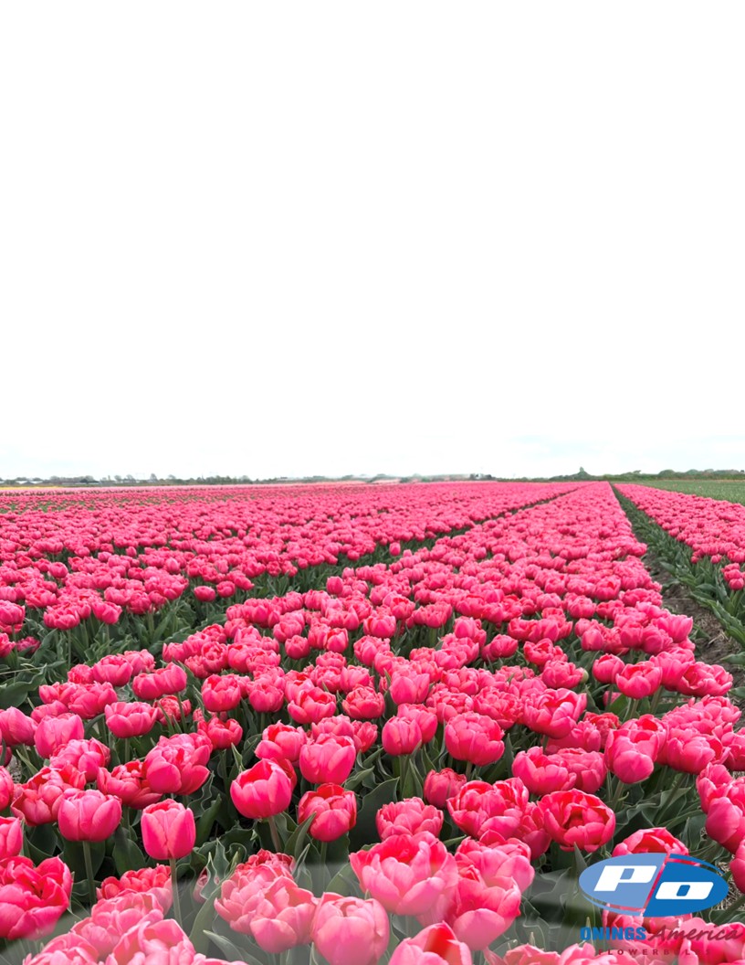 Etched Salmon - Tulips Photo #2