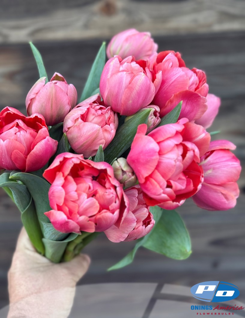 Etched Salmon - Tulips Photo #2