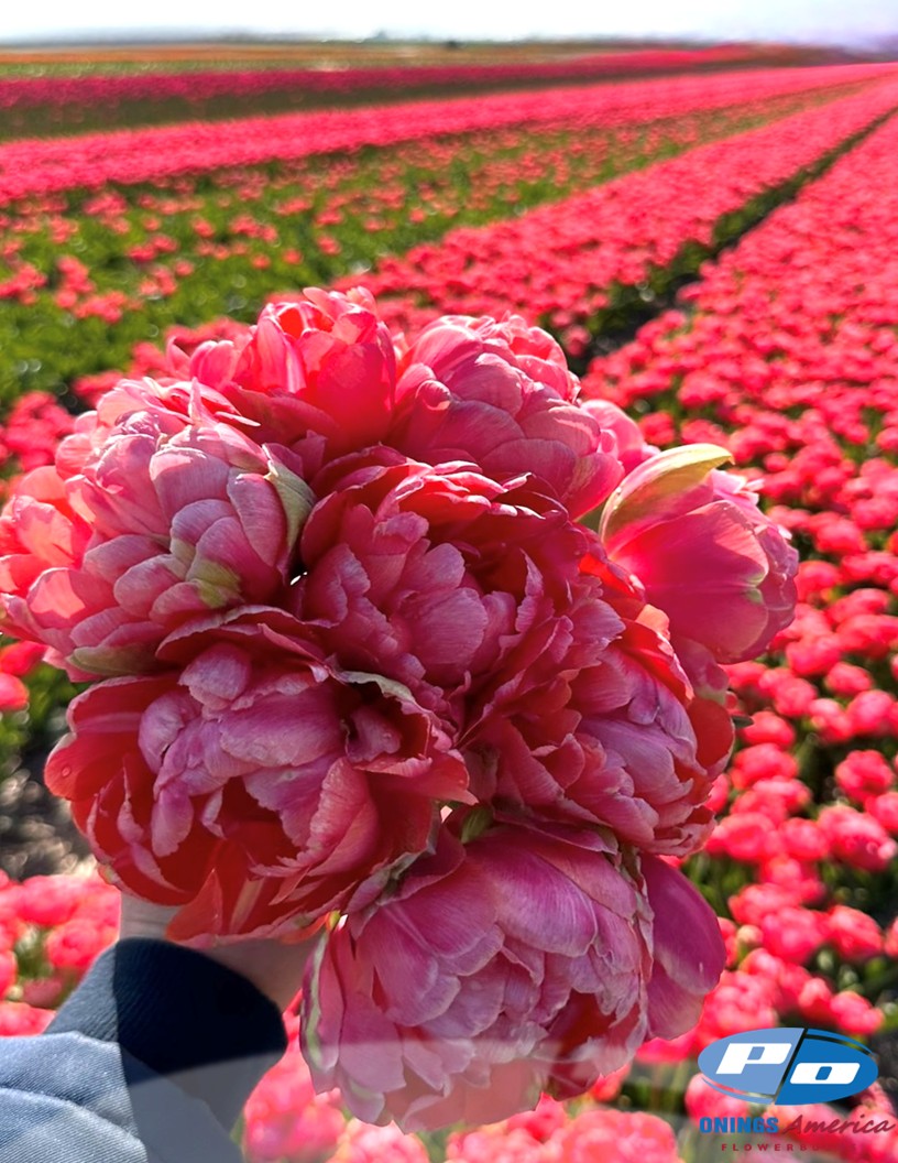 Etched Salmon - Tulips Photo #1