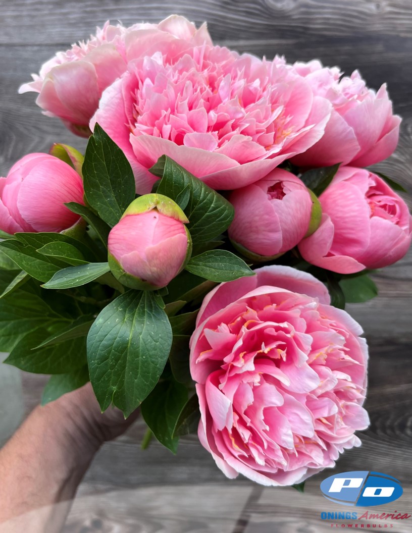 Etched Salmon - Peonies Photo #1
