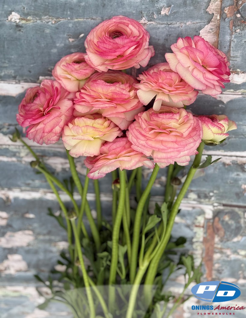 Cloni Success Felicidade - Cloni® Ranunculus Photo #1