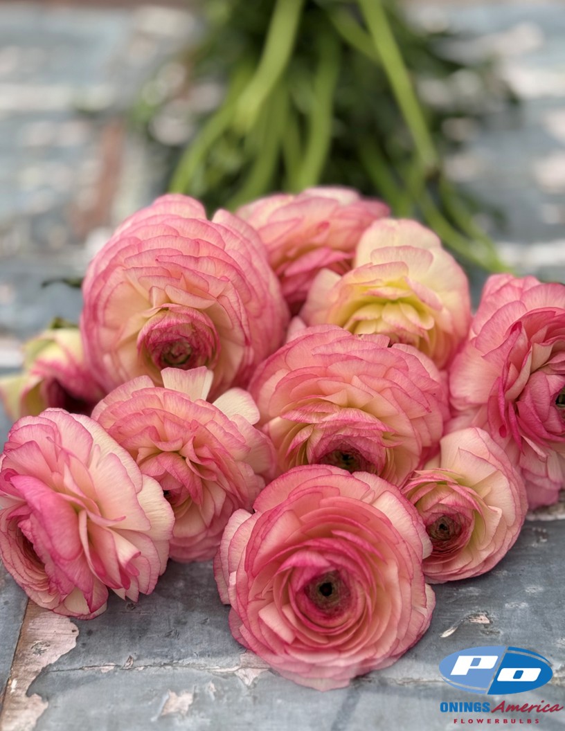 Cloni Success Felicidade - Cloni® Ranunculus Photo #2