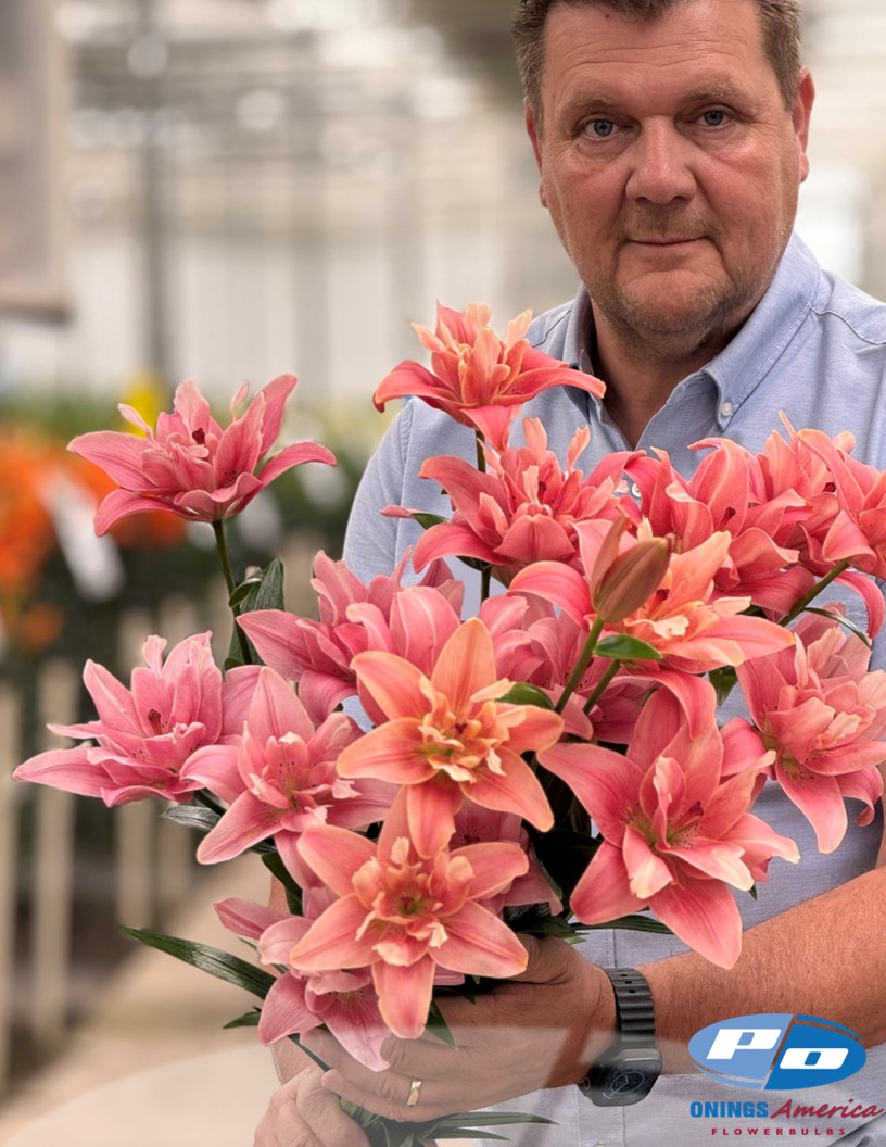 Finishline - Double / Pollen-less LxA Hybrid Lilies