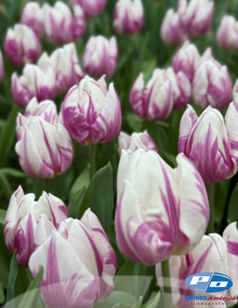 Flaming Prince - Tulips Photo #2