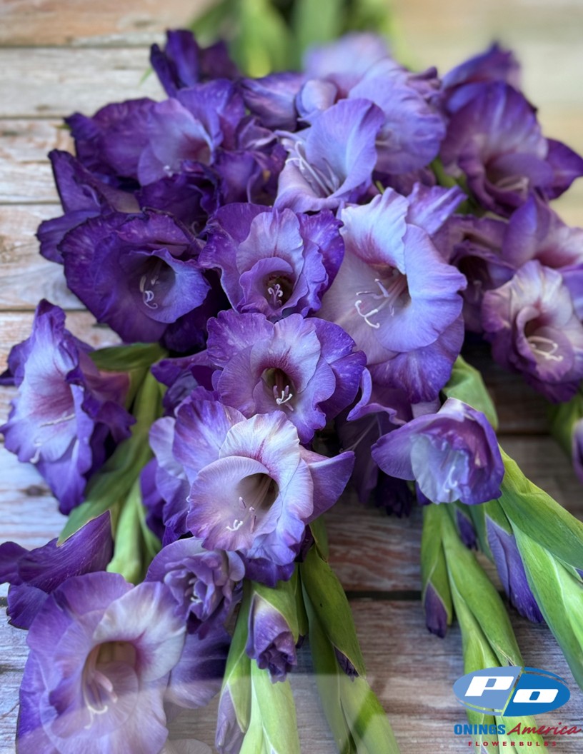 Flevo Nautica - Gladiolus Photo #2