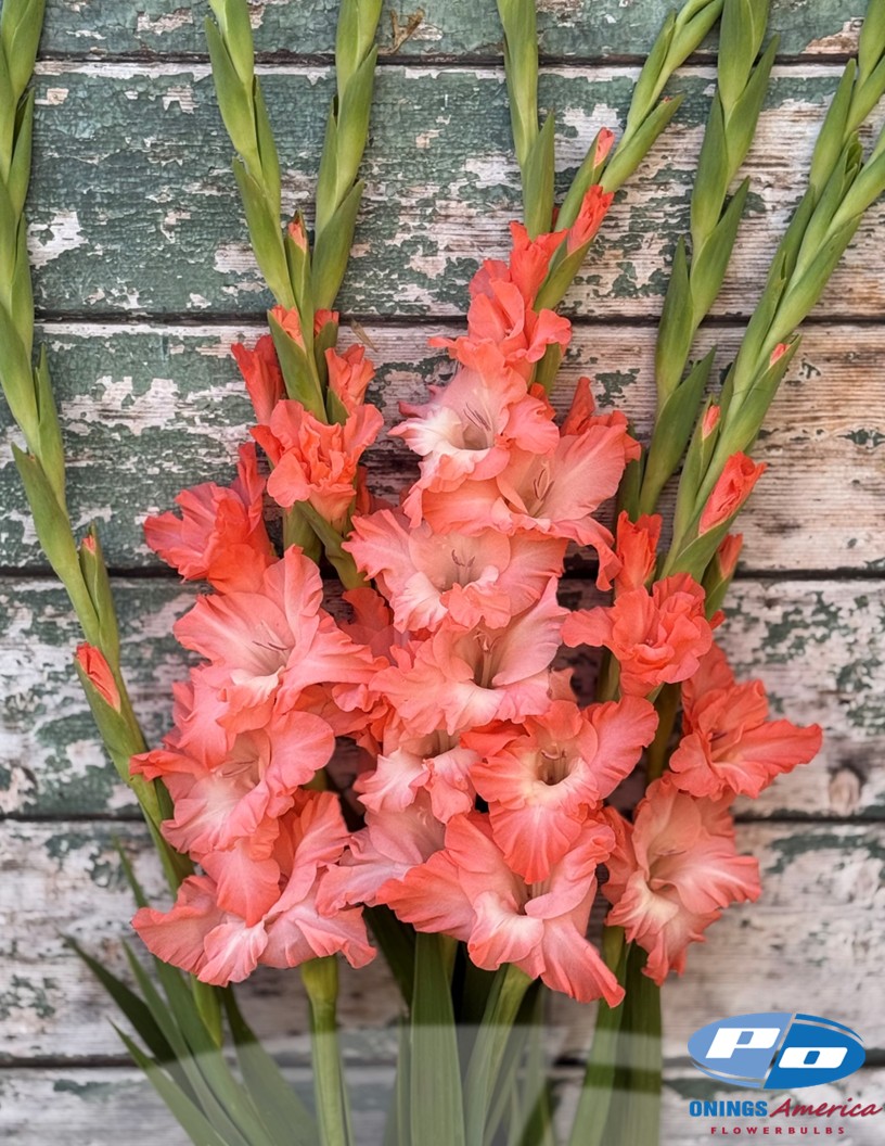 Flevo Quote - Gladiolus Photo #2